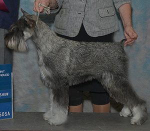 Essie_Red River Specialty No 1_Award of Merit and Best Owner Handler Oct 2023